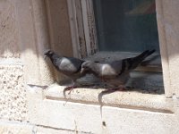 P1030388
